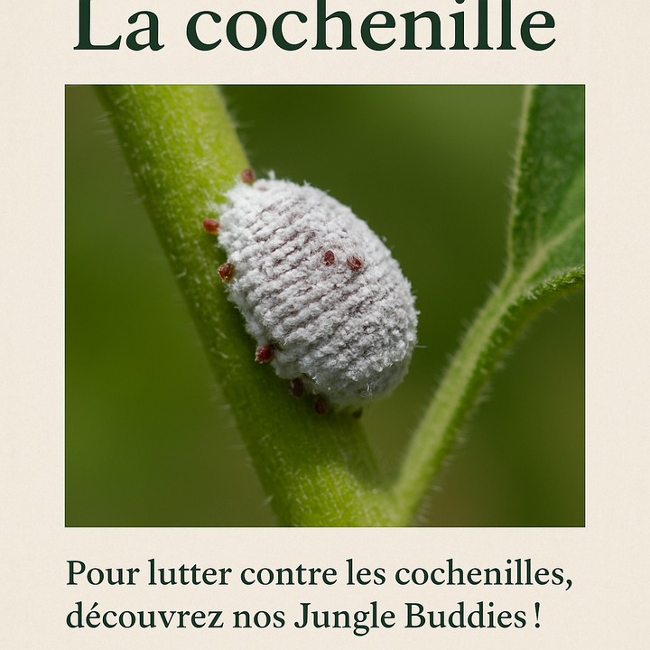 cochenille et jungle buddies