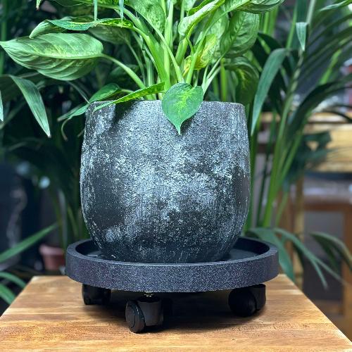 support roulant noir pour pot portant des plantes