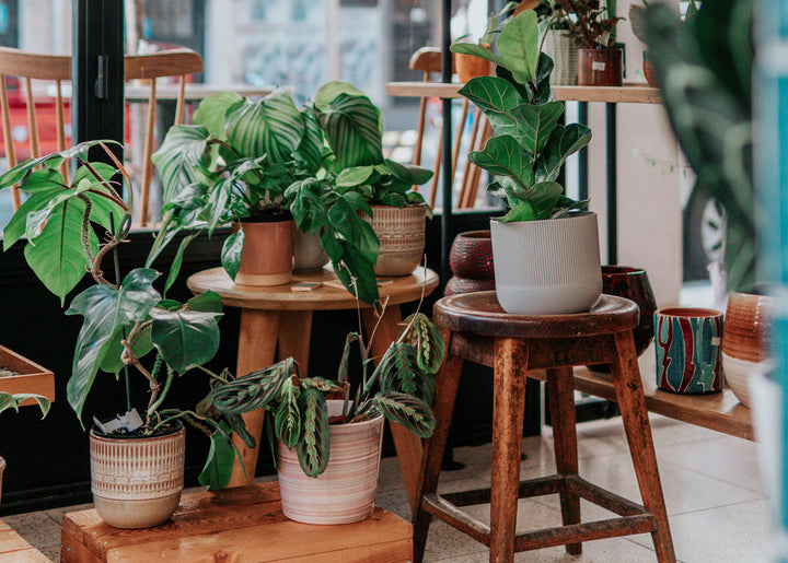 Comment choisir les plantes d'intérieur selon votre environnement