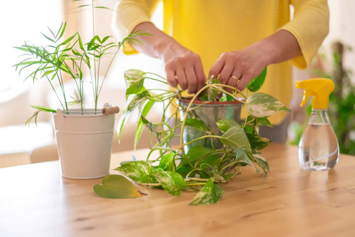 Maladies hivernales des plantes : prévention et soins