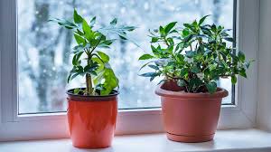 Protégez vos plantes du froid avec ces conseils d'hiver