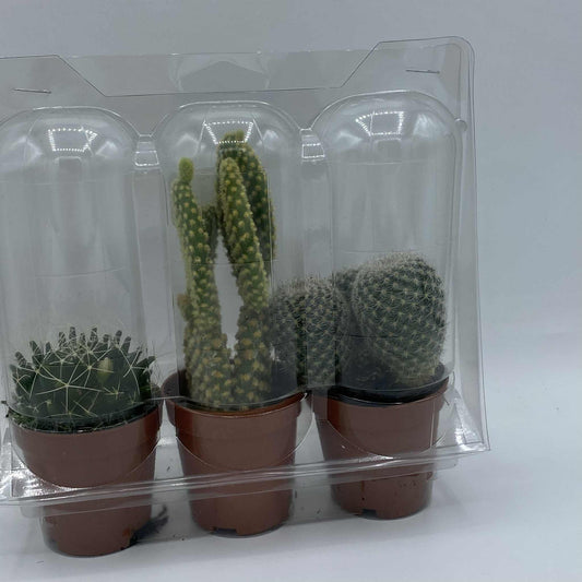 Lot de mini cactus - Variétés uniques