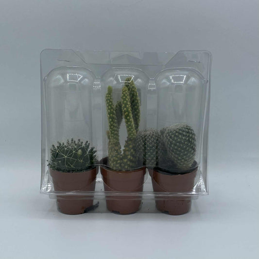 Lot de mini cactus - Variétés uniques