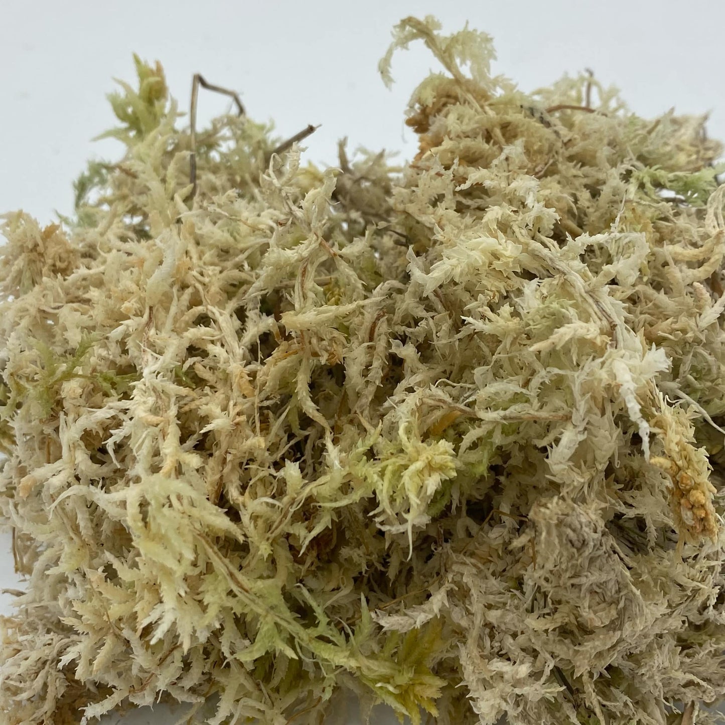 Sphagnum