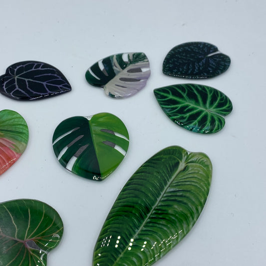 Aimants feuilles tropicales