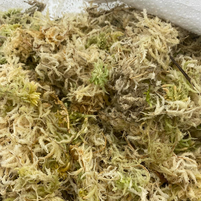 Sphagnum