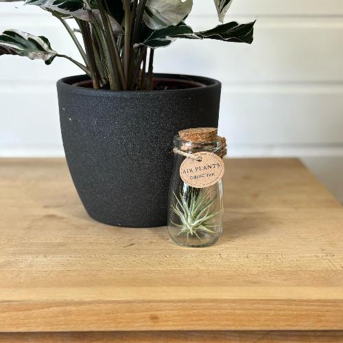 ampoule en verre en forme de bouteille avec une bouture de plante à l'intérieur