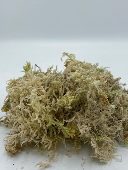 Sphagnum