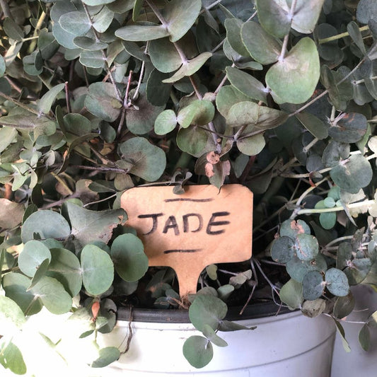 etiquette nomination "jade" pour plante en bois dans un eucalyptus