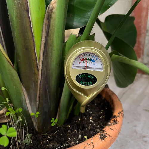 hydromètre couleur or planté dans une strelitzia