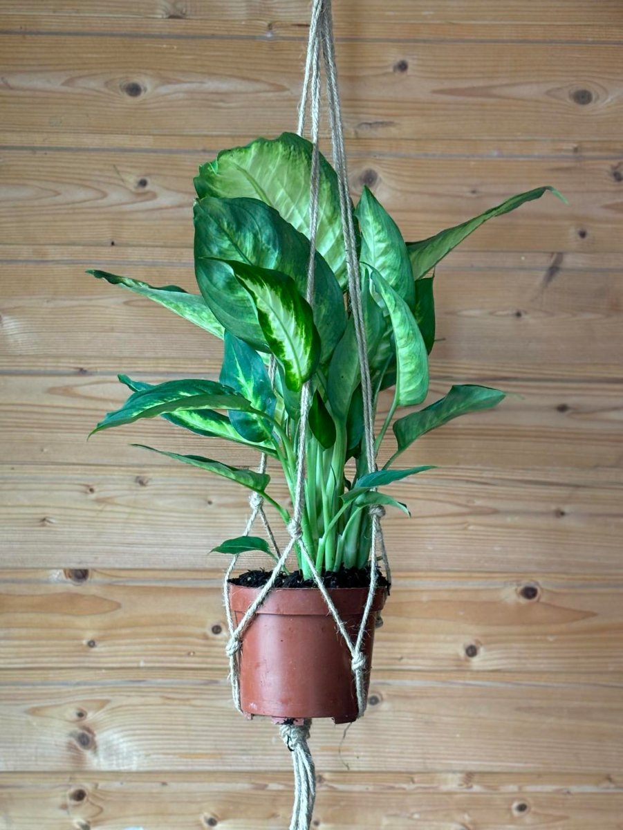 macramé avec un dieffenbachia suspendu