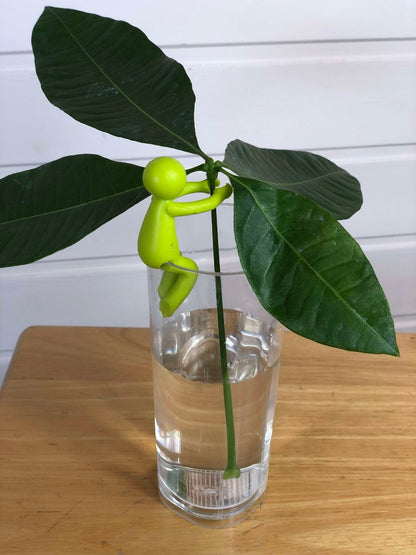 petit personnage en plastique vert clair tenant une bouture de pachira aquatique dans un verre d'eau