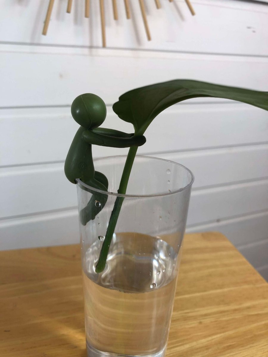 petit personnage en plastique vert foncé qui tient une feuille d'epipremnum aureum bouturé dans un verre d'eau
 