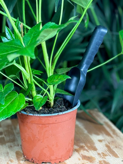 petite pelle en jardin dans une plante